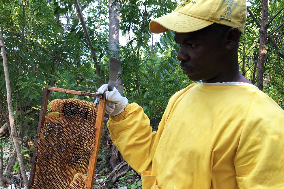 Les Visages du Relèvement: Le goût sucré de l'apiculture moderne