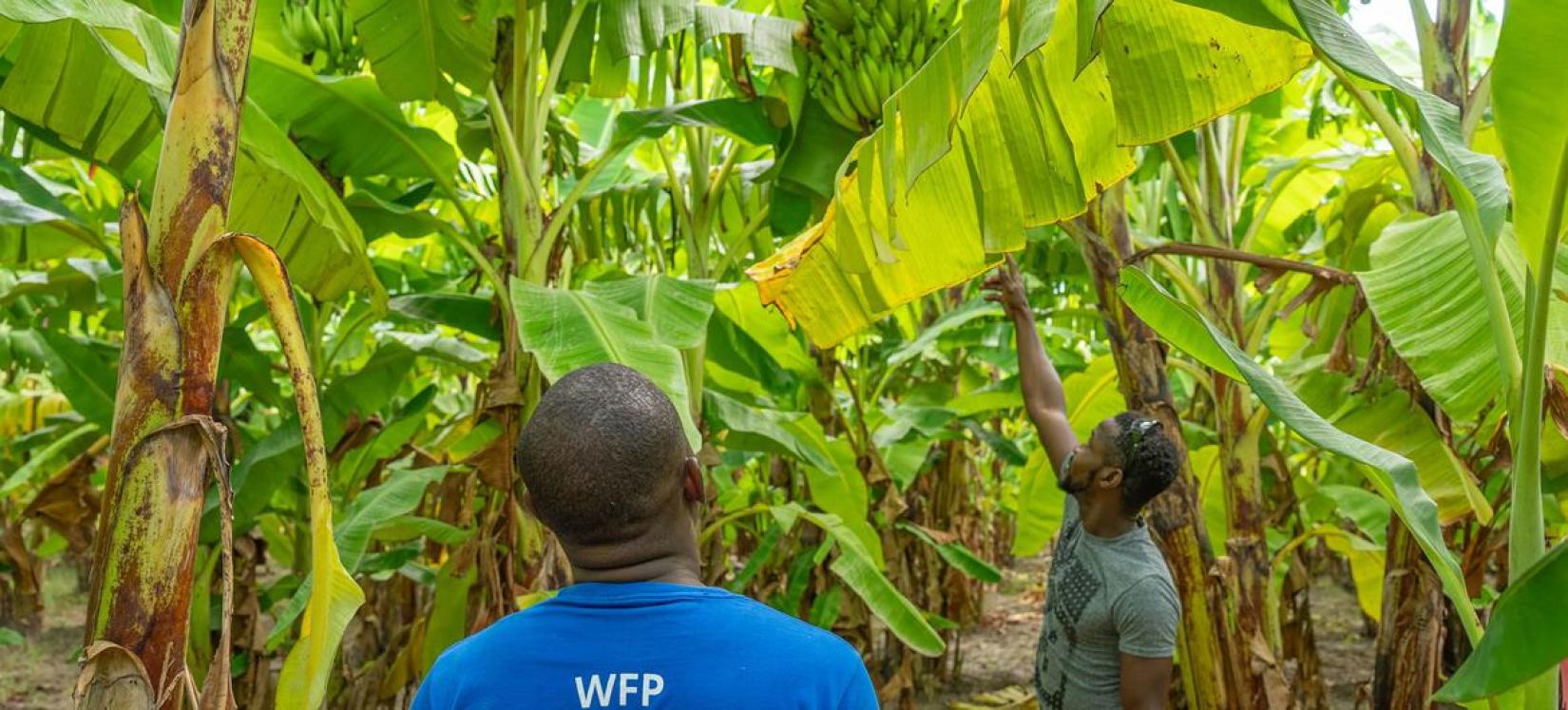 Le PAM travaille avec des agriculteurs pour fournir de la nourriture aux programmes d'alimentation scolaire.